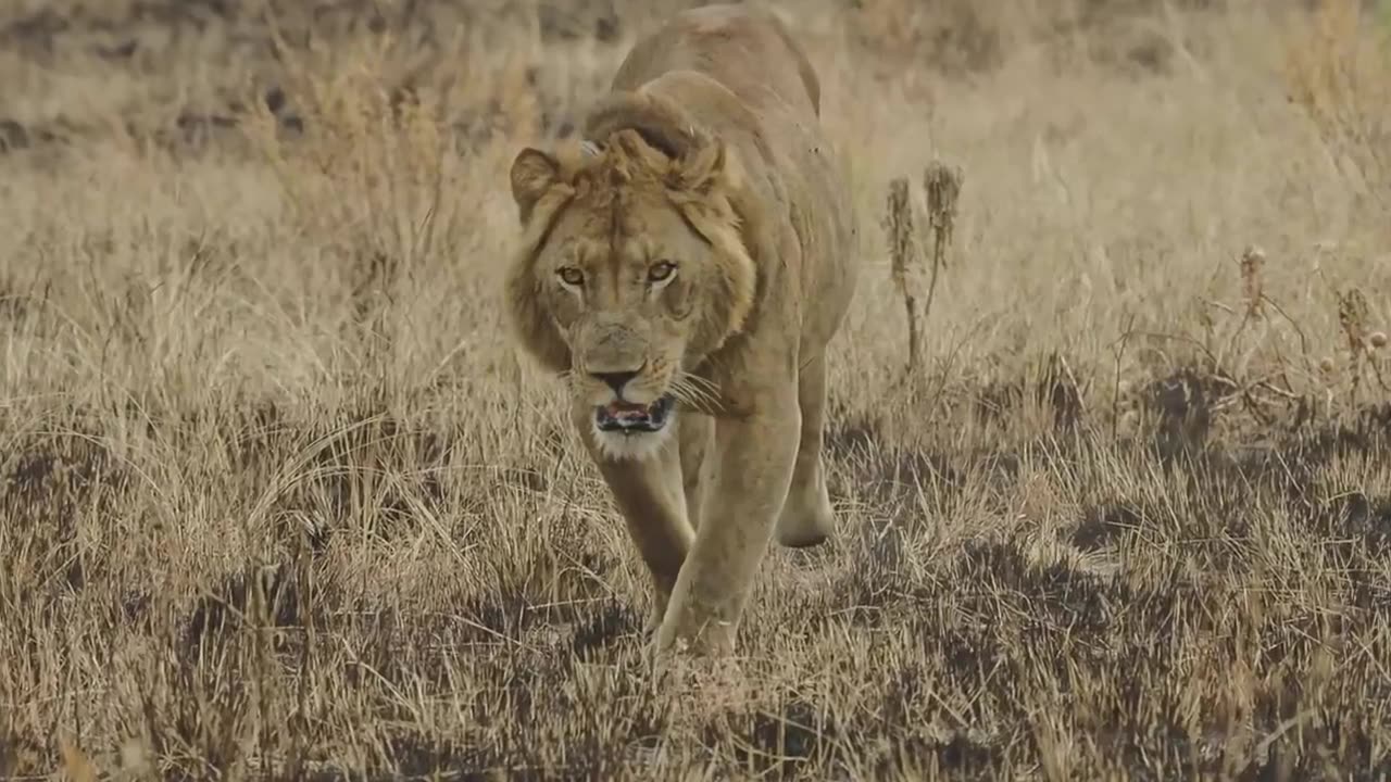 🤯✨ This Three-Legged Lion Survives Against All Odds! | FeedMyCuriosity