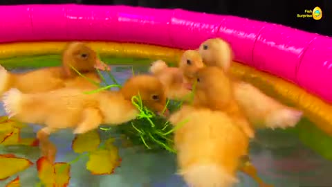 Amazing ducks pond colorful fish surprise, koi, turtle, betta fish satisfying catch, goldfish SB
