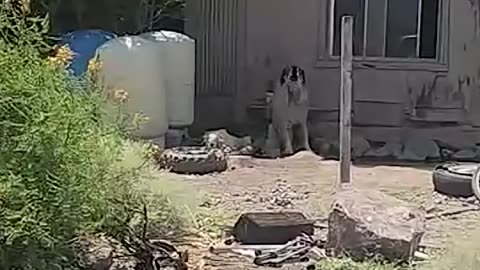 17-year-old girl mauled by pack of dogs