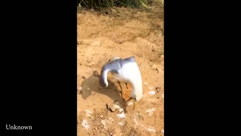 funny animals video