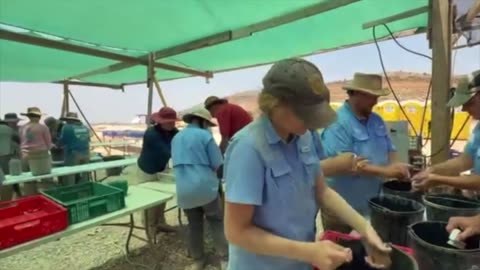Pottery Washing [week 4] Digging into the Past, One Sherd at a Time