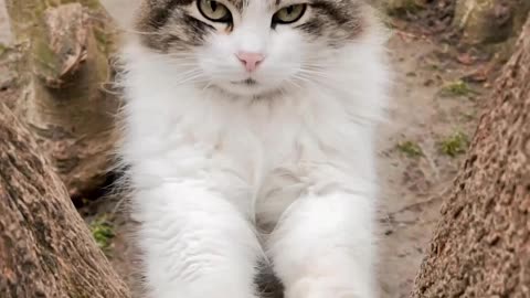 Kitten videos to attract cats #3