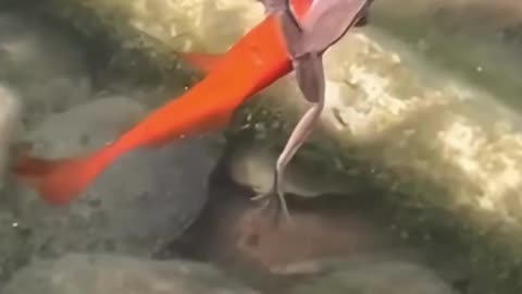 "Underwater Oddballs: Mermaid Dog & Frog on a Fish!"