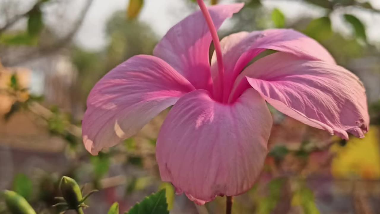 A burst of sunshine on Earth