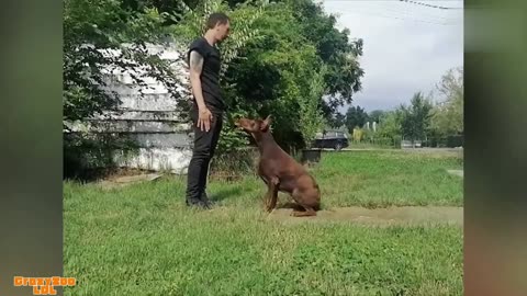 😂 Animals Acting Like Humans! 🐶🐱 You’ll Die Laughing