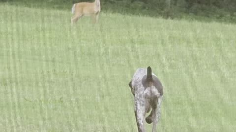 Red Light Green Light Dog and Deer Edition