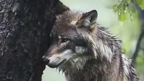 🌧️ A Mother's Unwavering Protection Amidst the Rain and Wind | Heartwarming Wildlife Moment