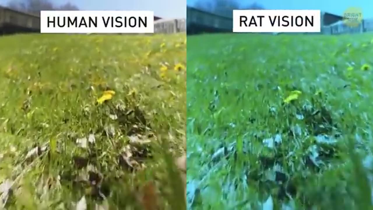 The World Through the Eyes of Animals