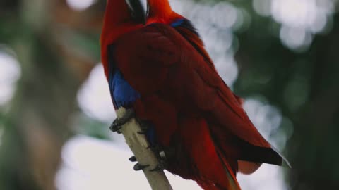 Animal