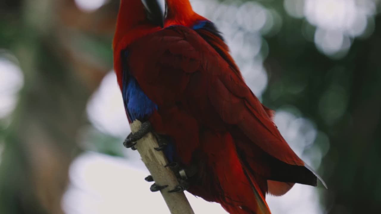 Animal