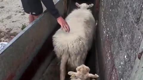 Sorting sheep