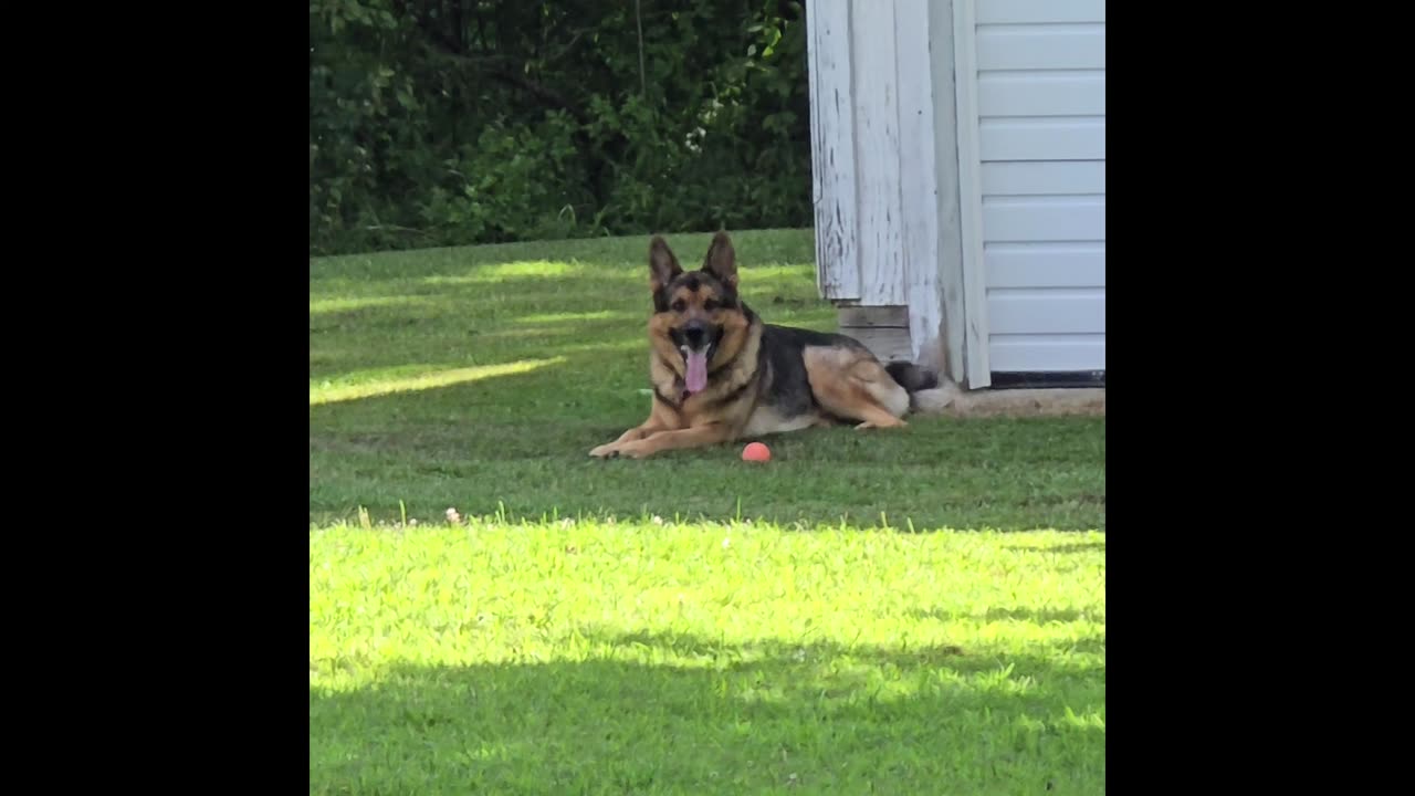 Virgil the sable german shepherd.