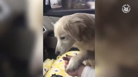 Funniest_Pets_Video