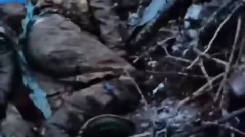 Pig slaughter in Chasov Yar