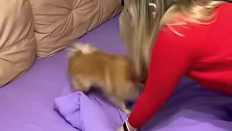 How to train a dog (no one was hurt) _cute _baby _funny _humor _dog _comedy