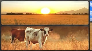 Trent Loos in the Morning 5/15/2025