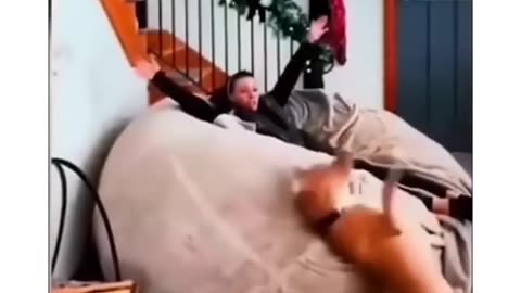 Funny animal videos
