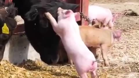 Funny Animal Video