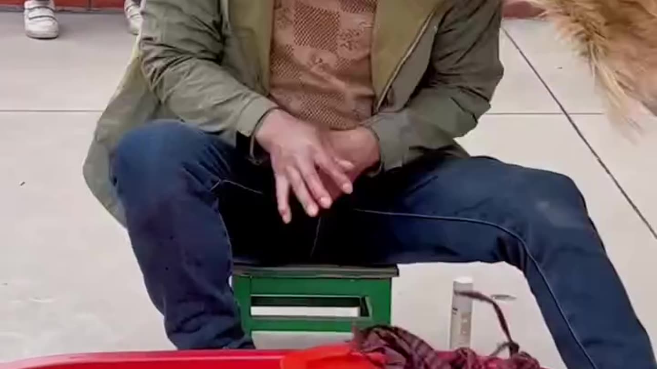 Intelligent dog