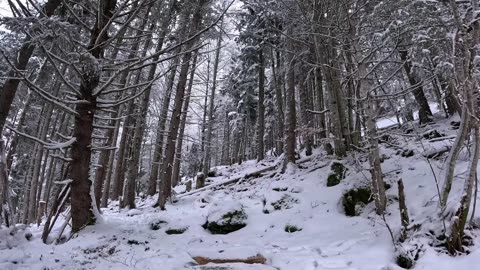 Winter Camping in Remote Survival Cabin - Solo Overnight in Snowfall