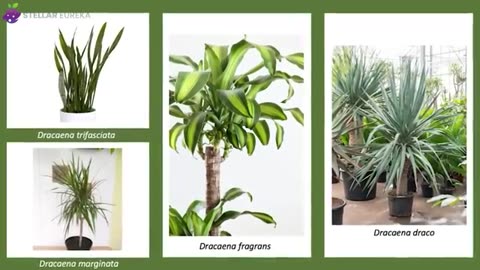 15 Powerful Indoor Plants for Healing, Wellness, and Positive Energy (Backed by Ancient Wisdom)
