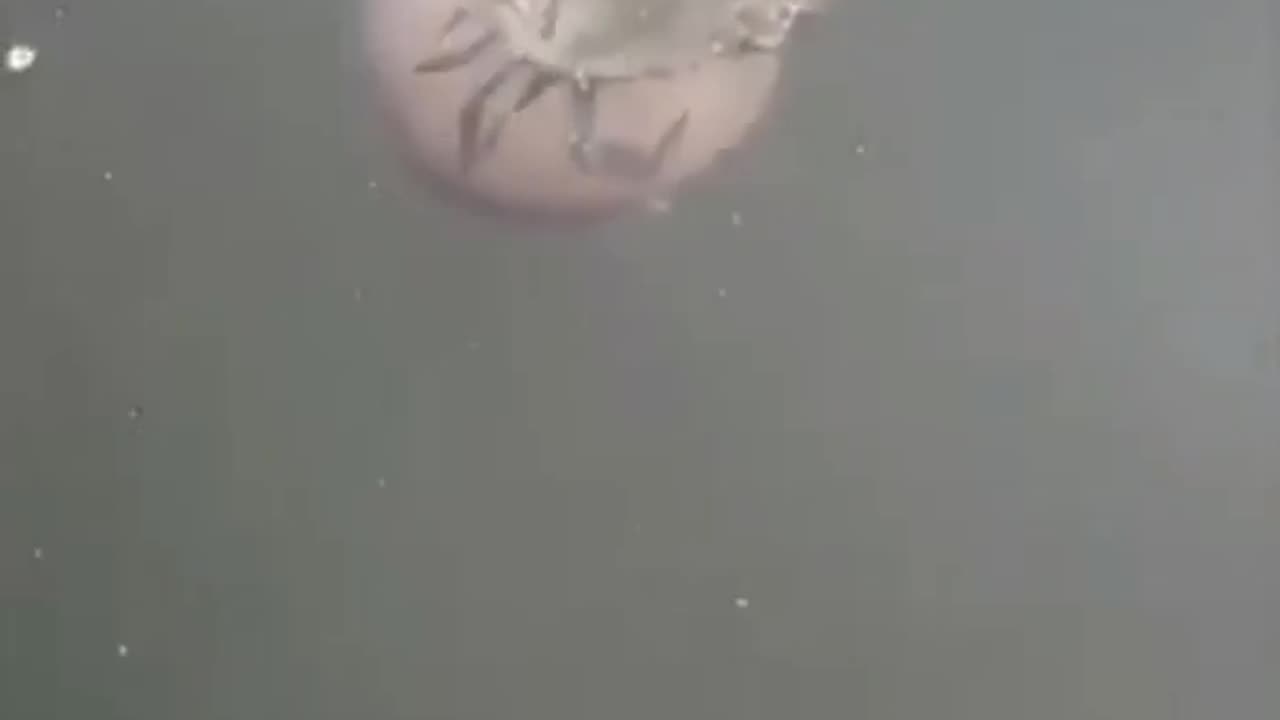 crab