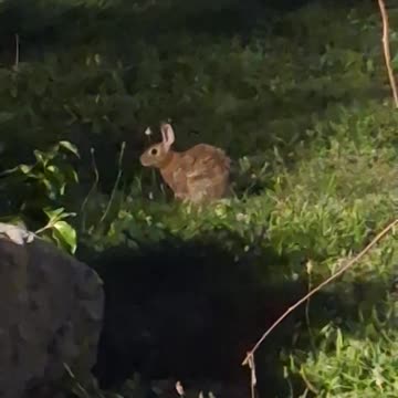 A cute rabbit just chillin', listening :)