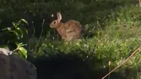 A cute rabbit just chillin', listening :)