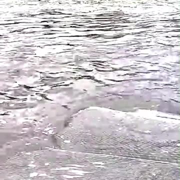 Murky Waters, Massive Fish Surprise!