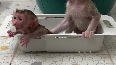 Monkey