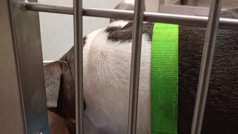 Wakanda 4y A877393 kennel 197 PACC shelter she's such a loving lady with a beautiful soul20250821837