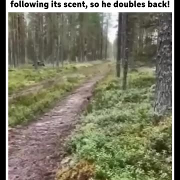 rabbit survival skills