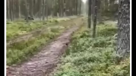 rabbit survival skills