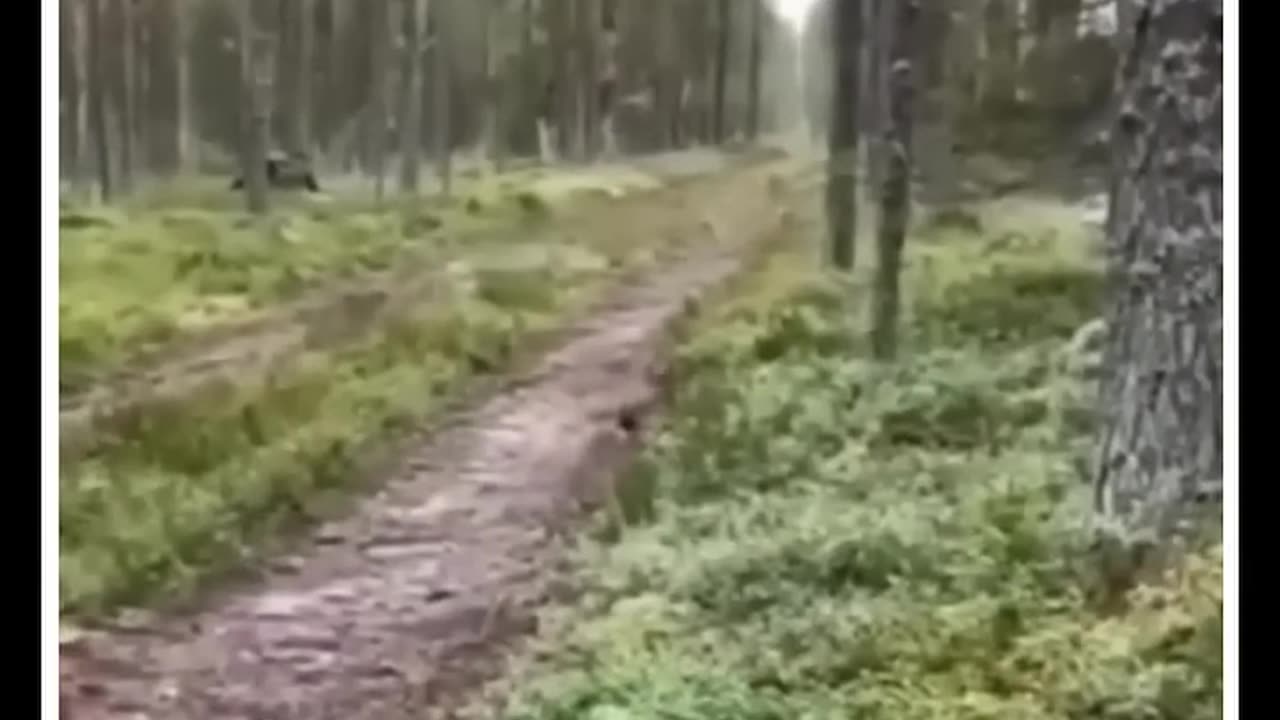 rabbit survival skills