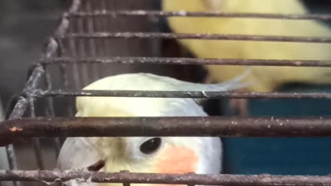 Funny Animal Videos
