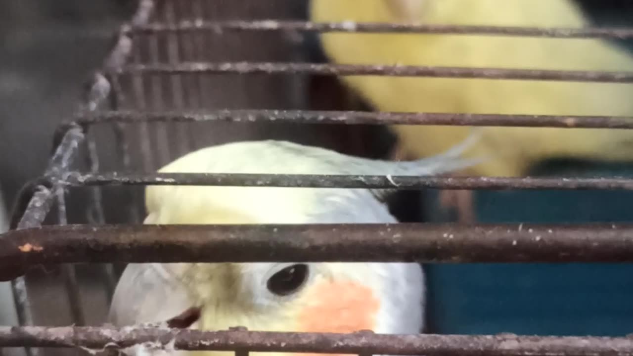 Funny Animal Videos