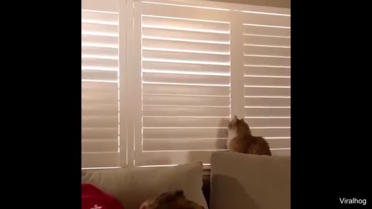 Cat corner