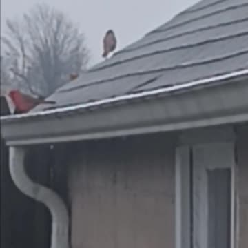 Northern cardinal and starlings
