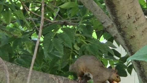 😂🍕 Squirrel Pizza Party! | FunFM