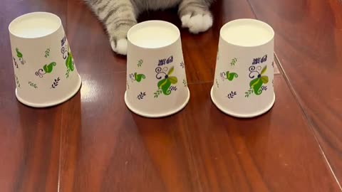 Cat and bird love story