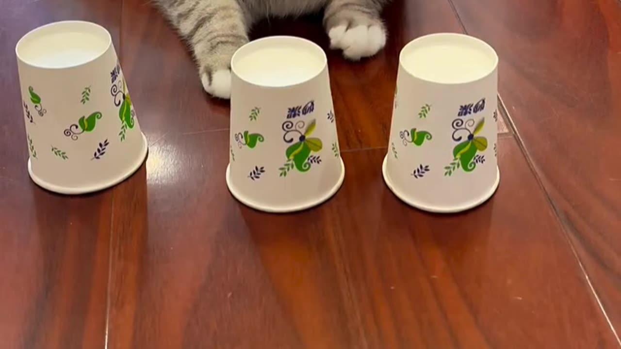 Cat and bird love story