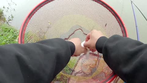 Salmon Conquers the Wild Falls