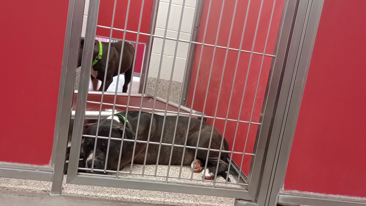 Arya-white nose tip 2y A837868 Cottontail 3y A868591 kennel 62 pod 3 PACC shelter only intro barking