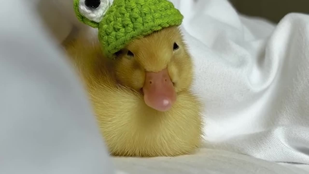 Funny duck
