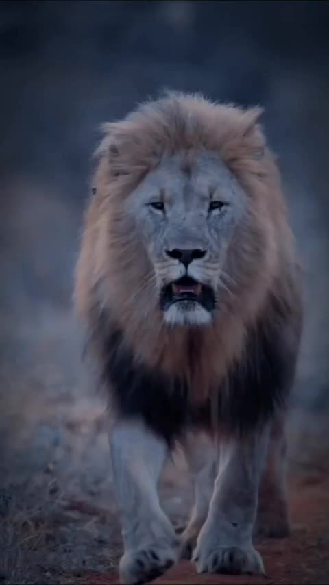 Funny videos funny birds funny animal natural beauty cute animals