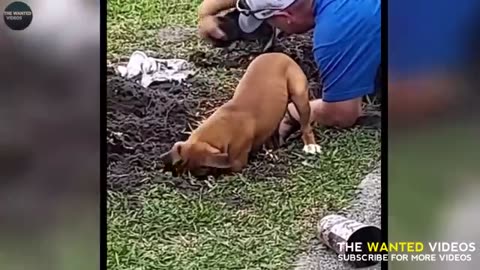 शैतान कुत्ते ने जब देख लिया भूतिया शेर! FUNNIEST ANIMAL MOMENTS CAUGHT ON CAM 14