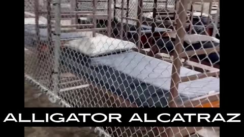 ALLIGATOR ALCATRAZ LOOKS GOOD