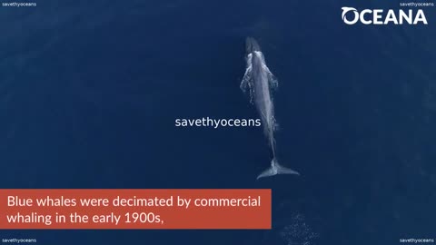 Blue Whale Huge Whale Huge Appetite Oceana