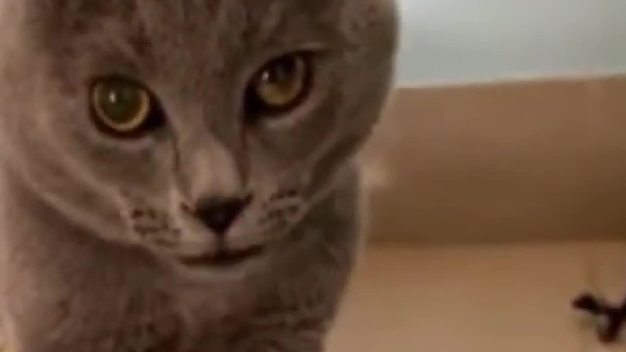 Cute cat singing