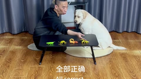 虫型解码：狗狗的智慧考场 Insect Decoding: The Smart Exam for Dogs